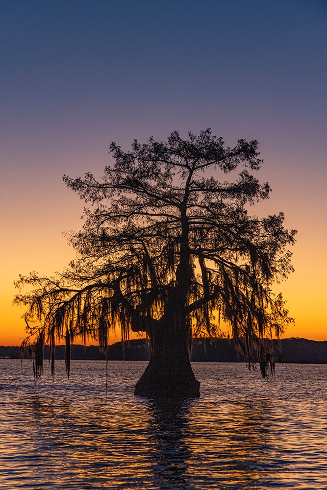 Cypress trees silhouetted at sunrise in autumn at Lake Dauterive near Loreauville-Louisiana-USA